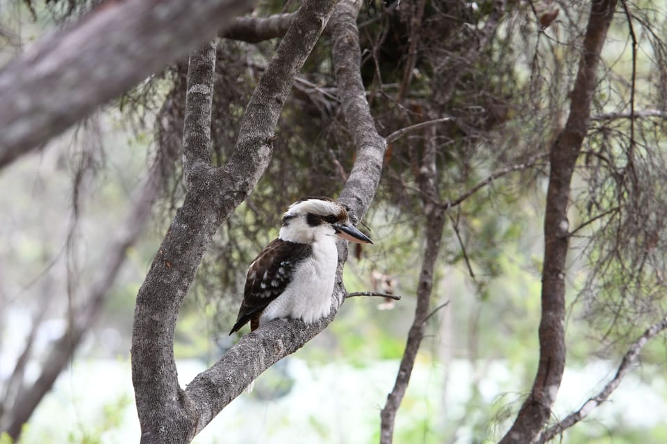 Local villa visitor.
