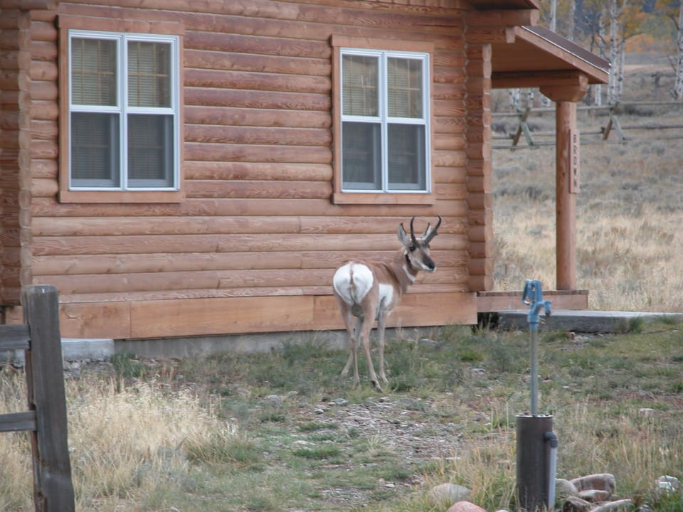roaming outside the cabin
