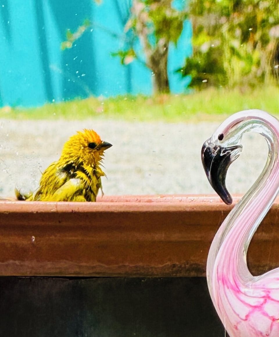 Enjoy the bird bath from our main deck!