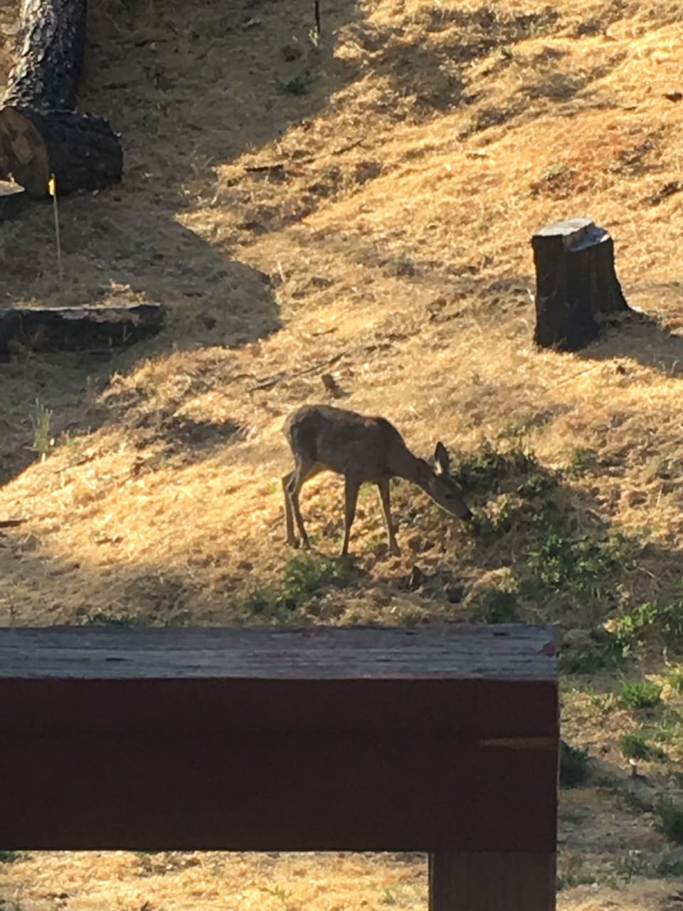 Deer grazing in the back yard - seen around the property almost daily!