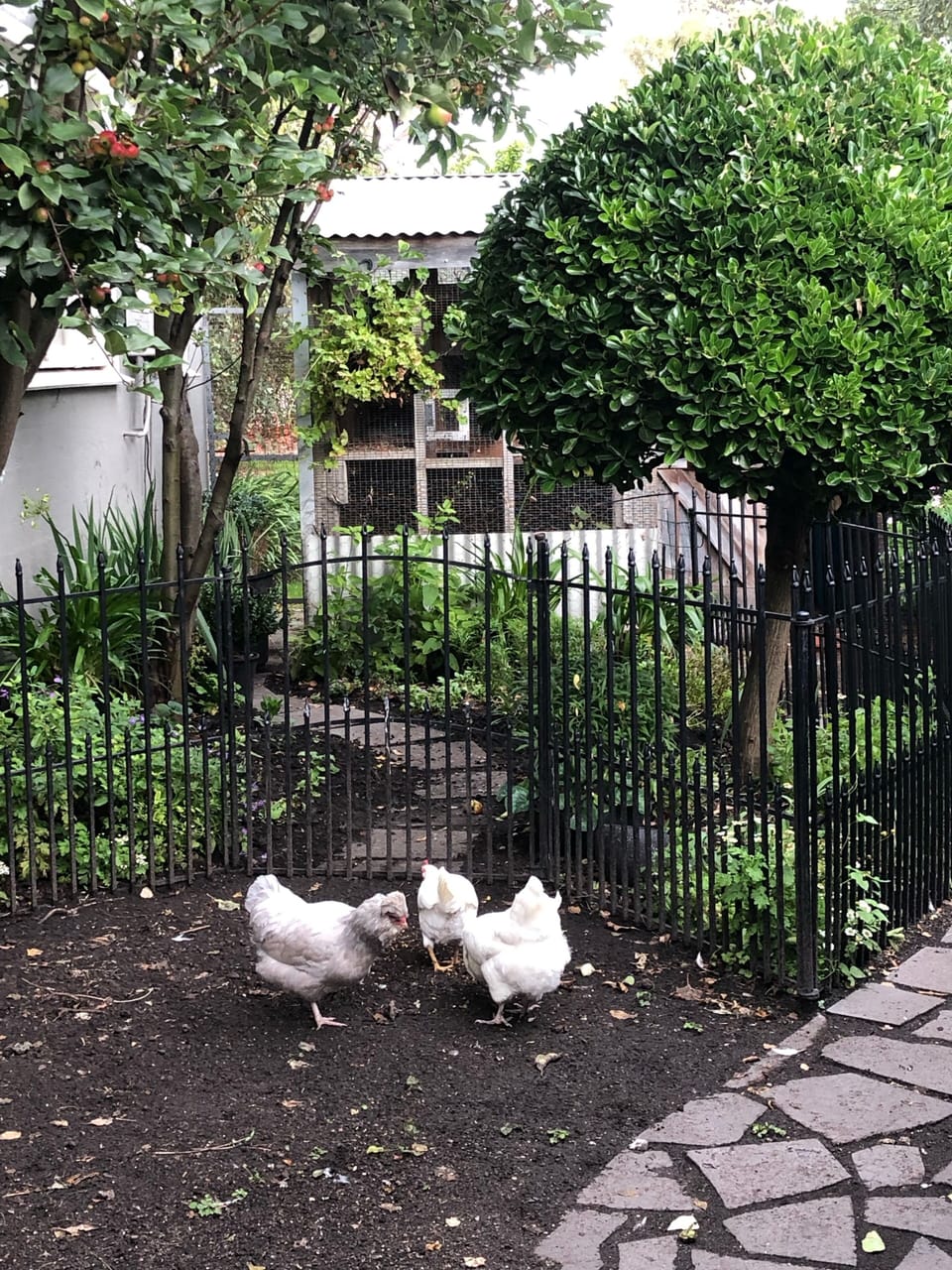 Our friendly (and quiet) chickens can be seen from your apartment window.