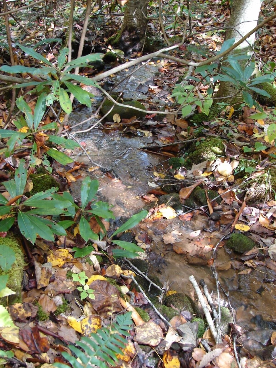 beautiful stream nearby