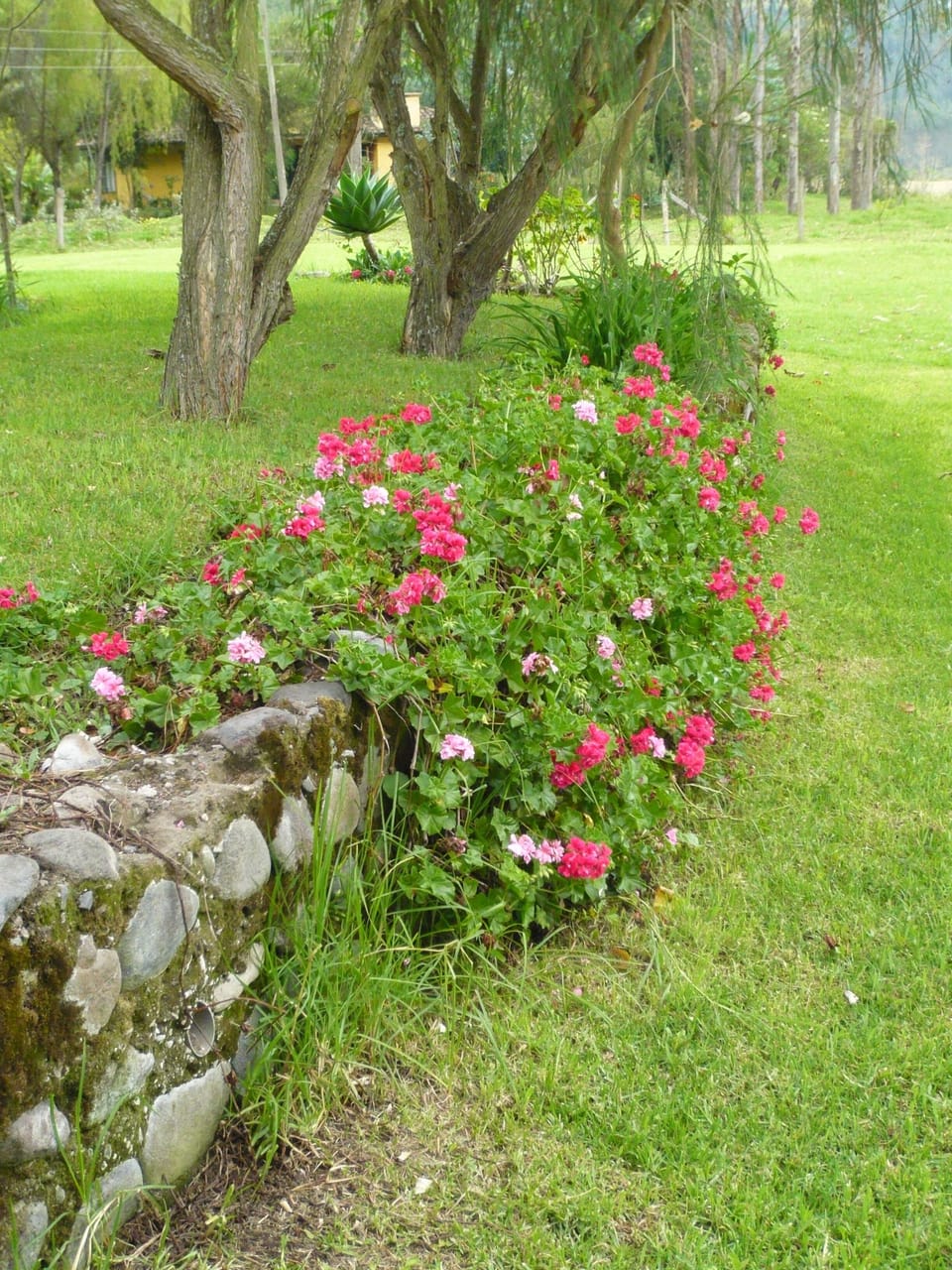 Flowers blossoming everywhere…