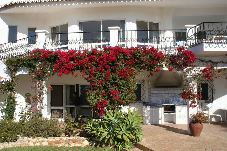 the bougainvillaea blooms all the year