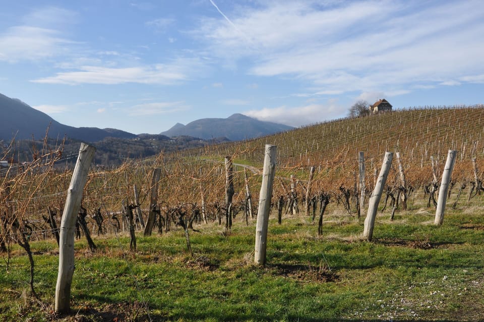 Zlati Gric Vineyard