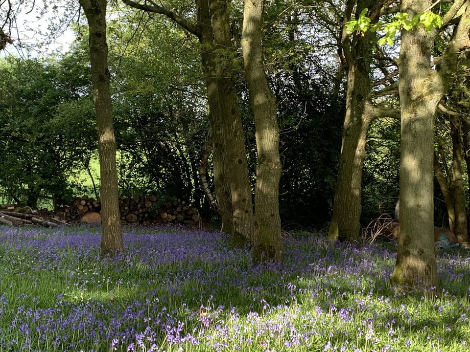 Spring Bluebell display