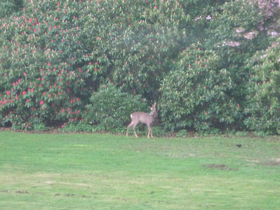 wildlife in the garden