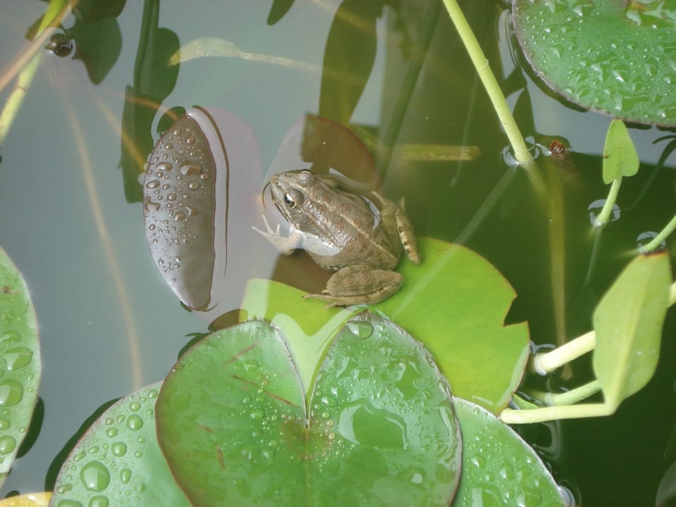 Frog in the pond