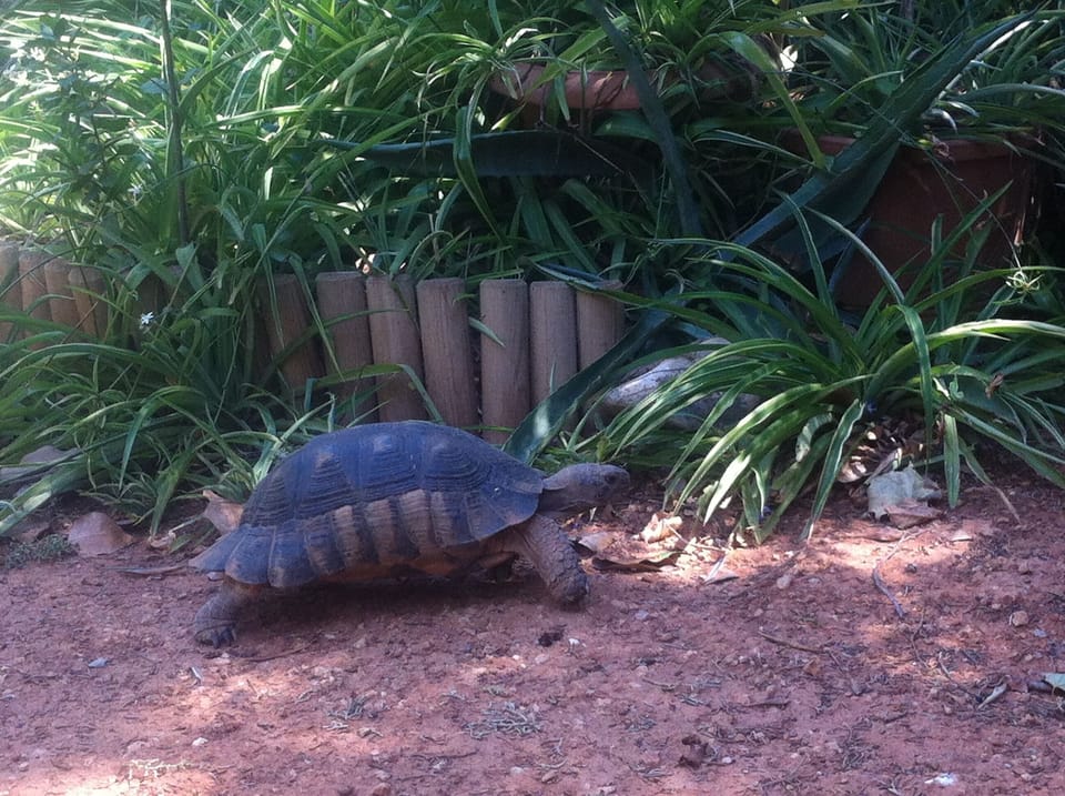Torto, the house's tortoise