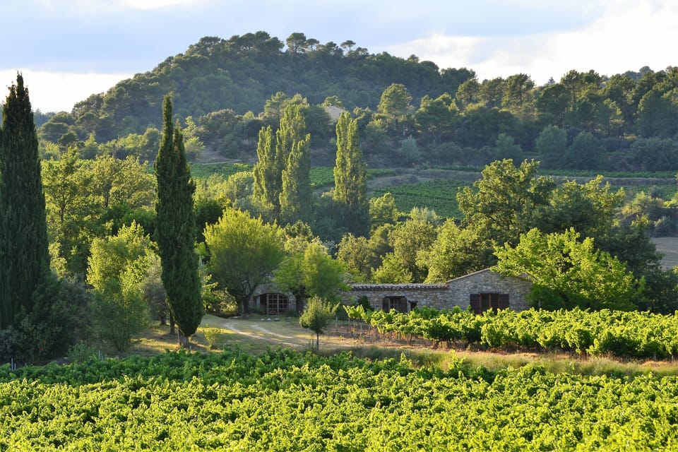 View of house from the vineyards
