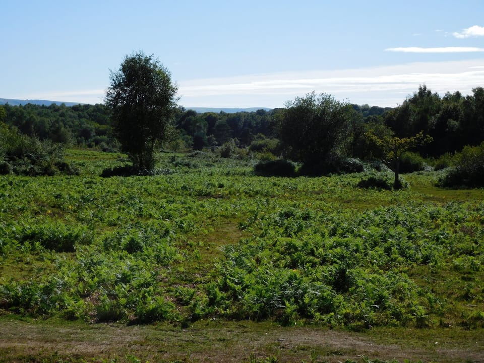 View on Common, with South Downs in background 