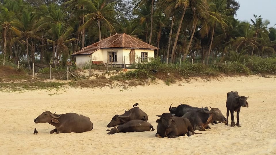 A peaceful herd of cows on the beach