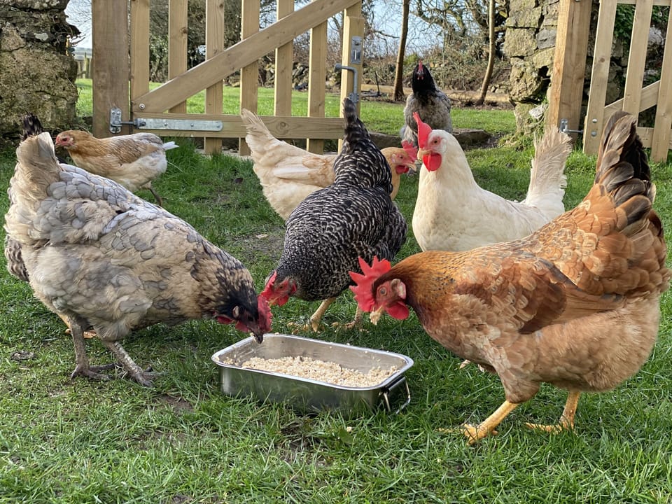 Our own onsite chickens provide fresh eggs during your stay.