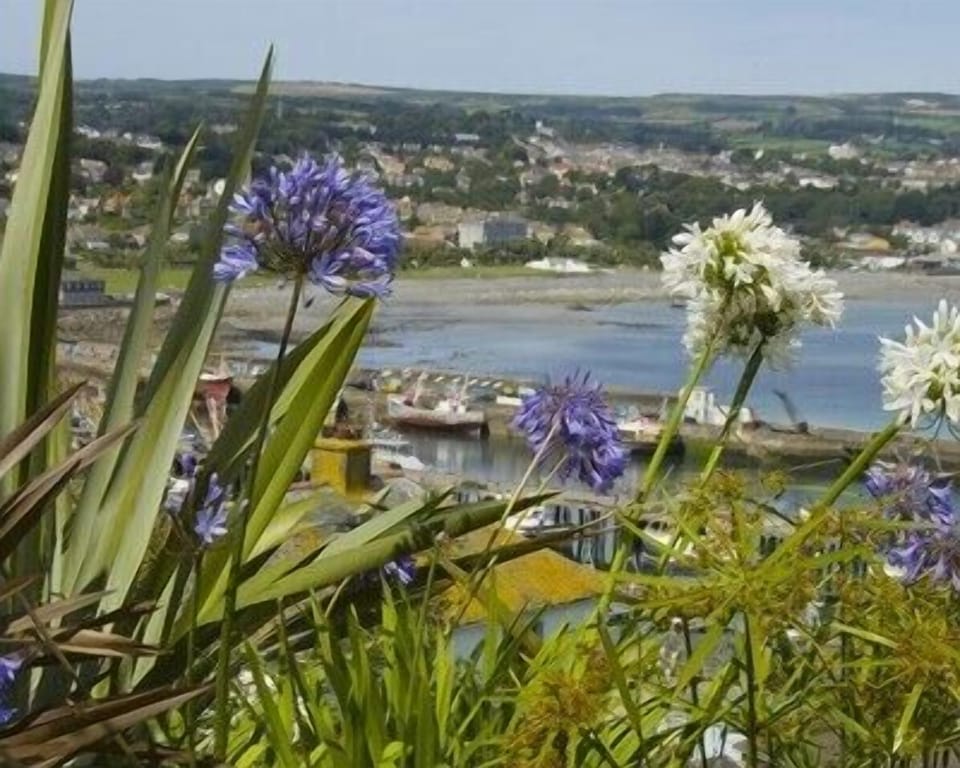 View from the garden