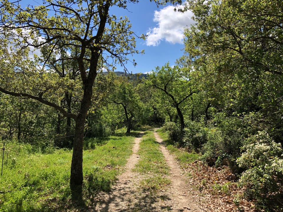 The small access road to the House of the Pear Tree (4 guests)