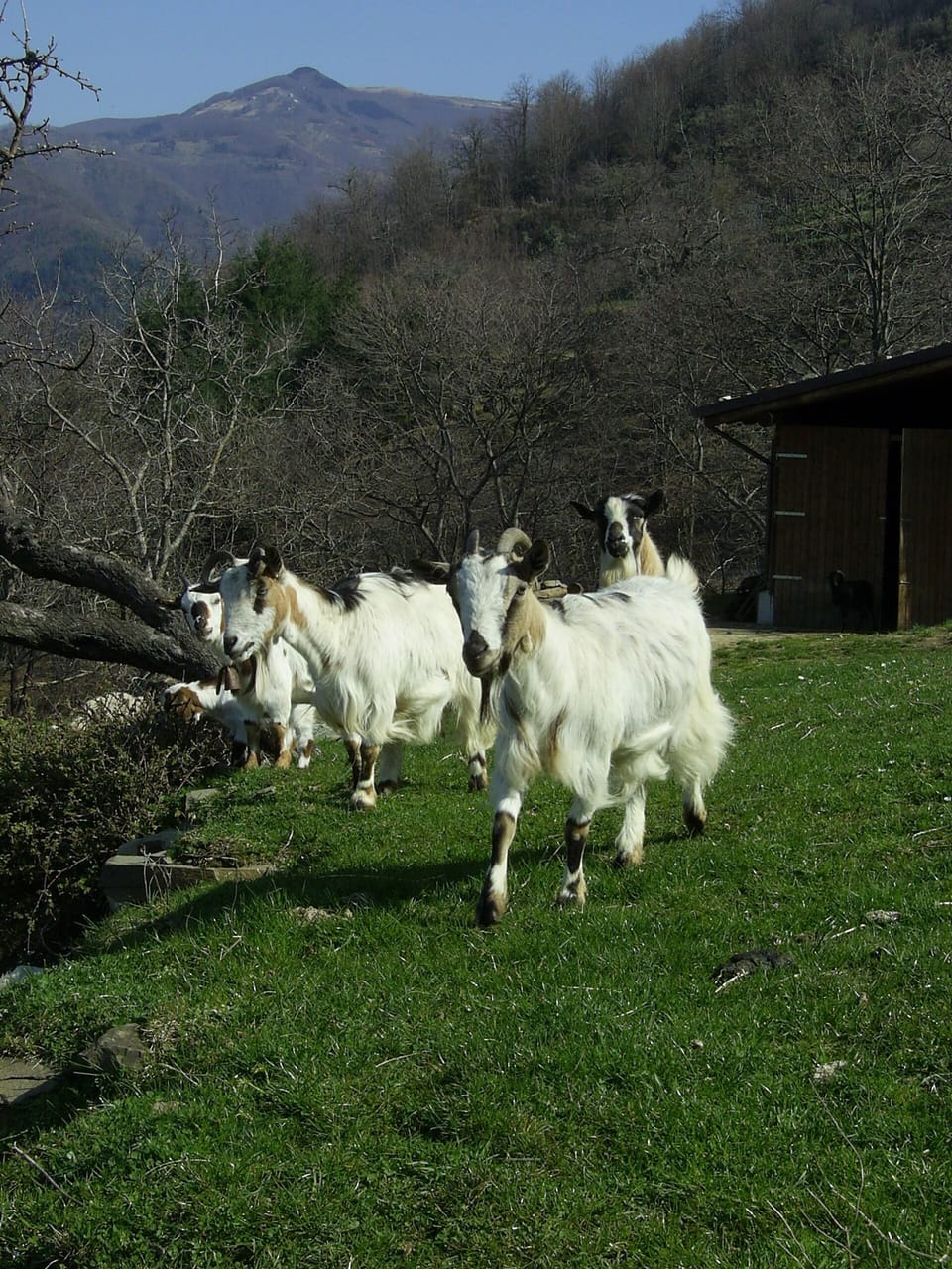 curious and friendly goats. The owners make goats cheese from their milk