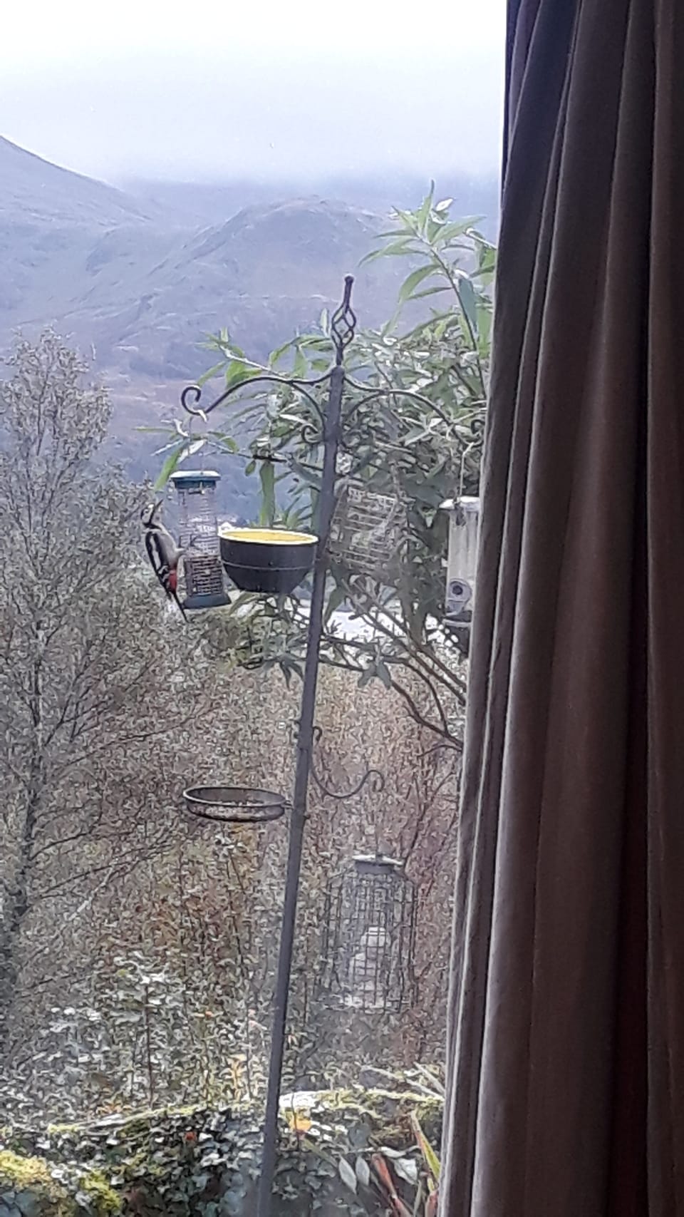 Woodpecker