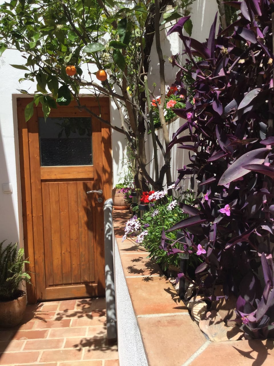 Planted garden with grapes/fruit trees