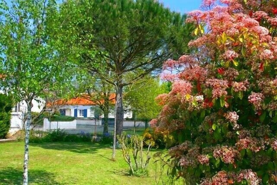 The garden with maritime pine