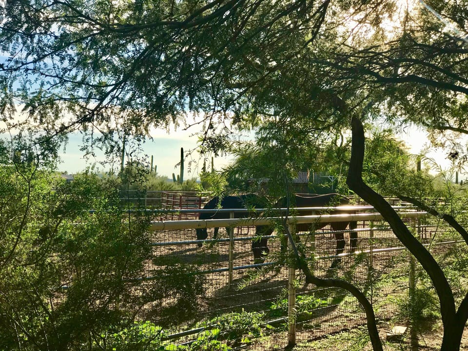 Gaze upon two elegant horses through the property's bordering fence. Nature's companions await. 🐴🌾🏡 #HorseWhisperer