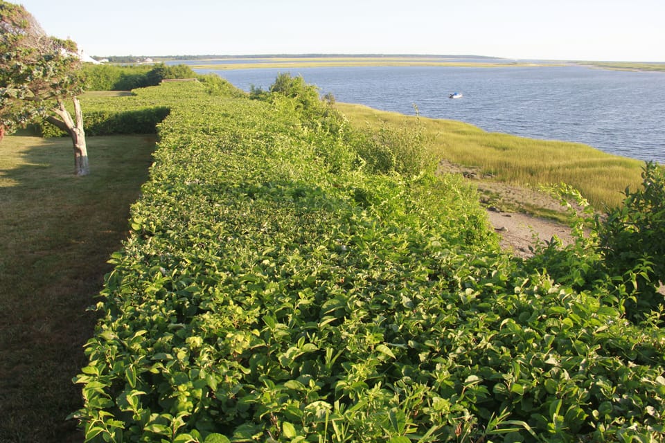 Looking North, down the hedge along the top of the Bluff