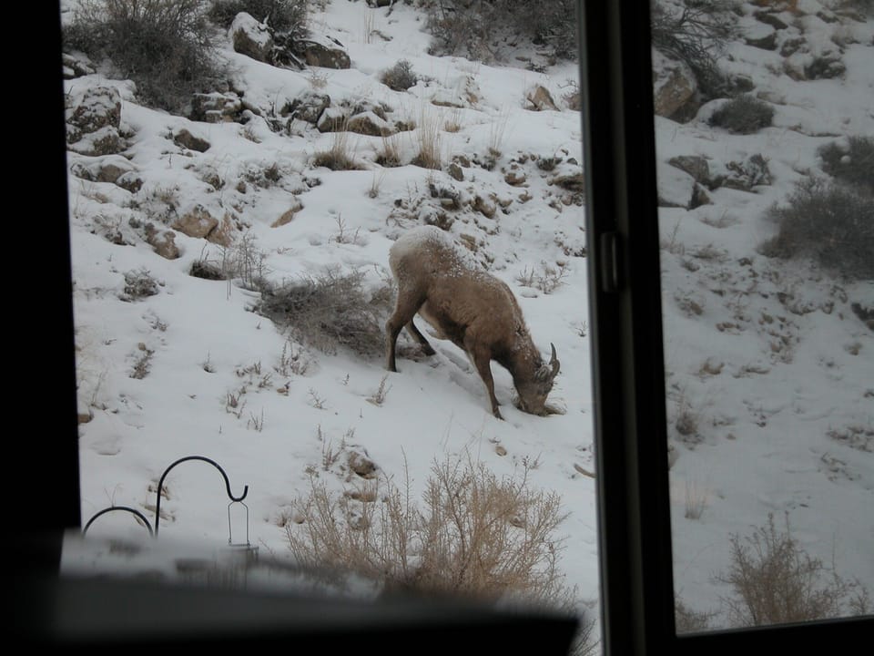 Bighorn sheep behind bedroom window