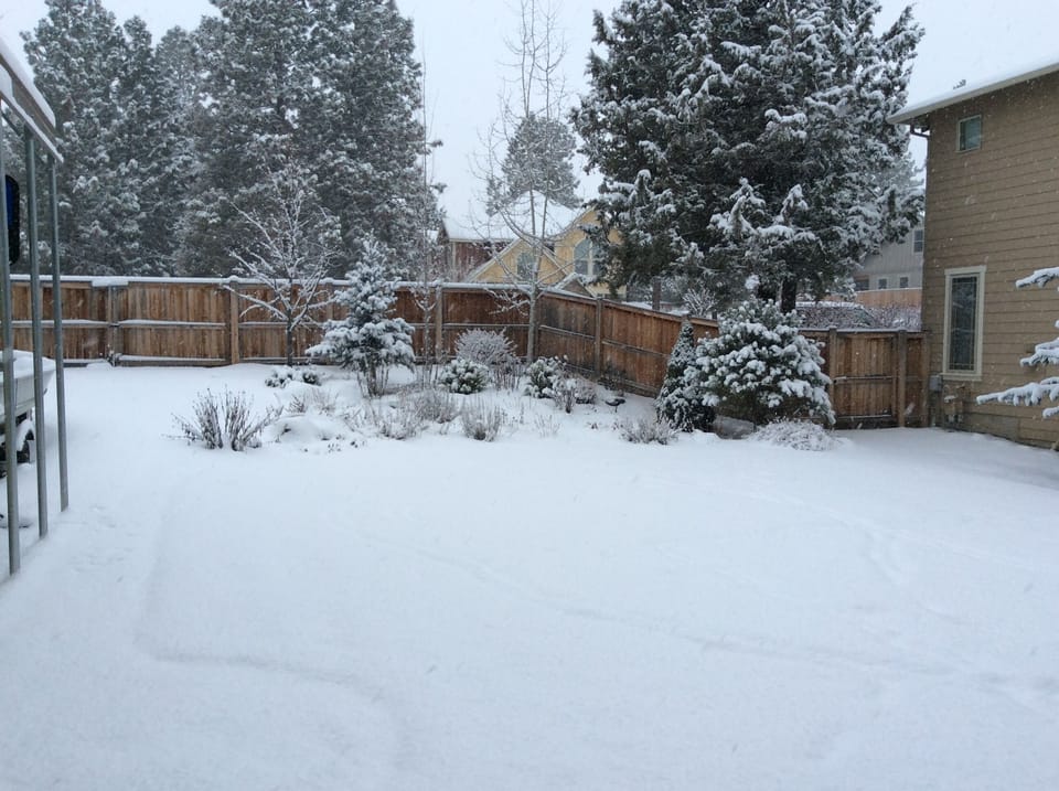Backyard Winter