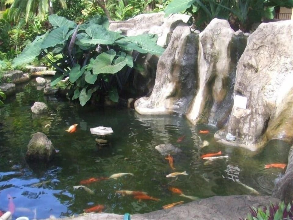 Beautiful landscape with koi ponds.