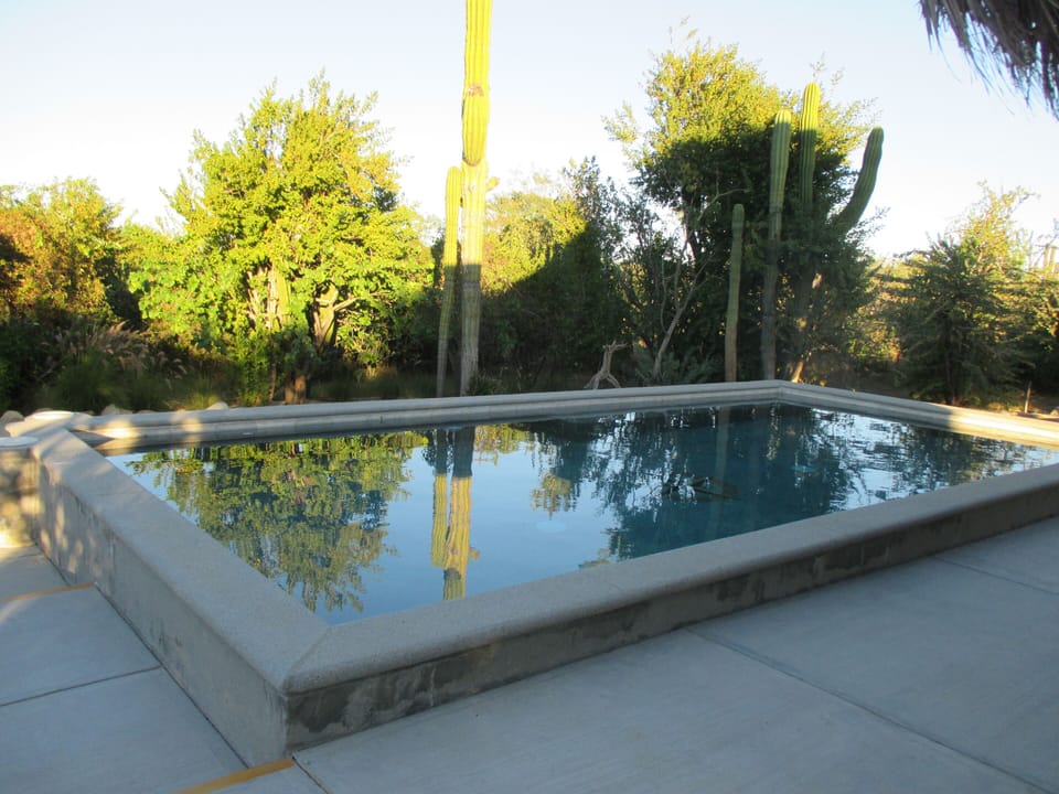 the swimming pool .the late afternoon sun touching the plants