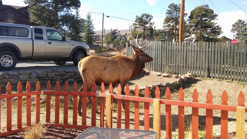 Bull Elk are frequently passing by.  This one is just outside the patio fence!