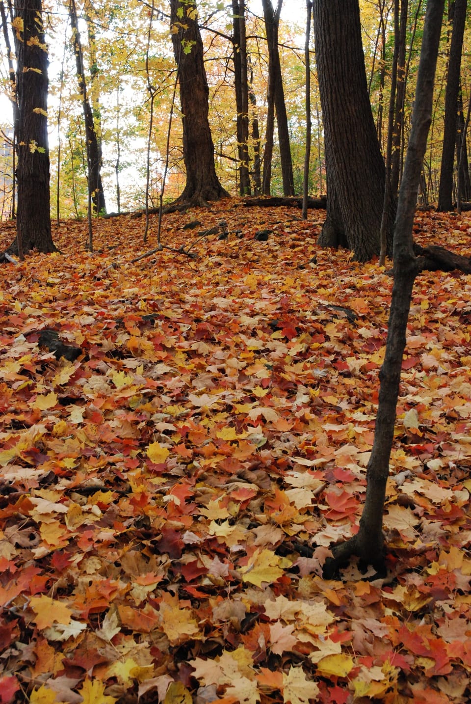 Fall Colours