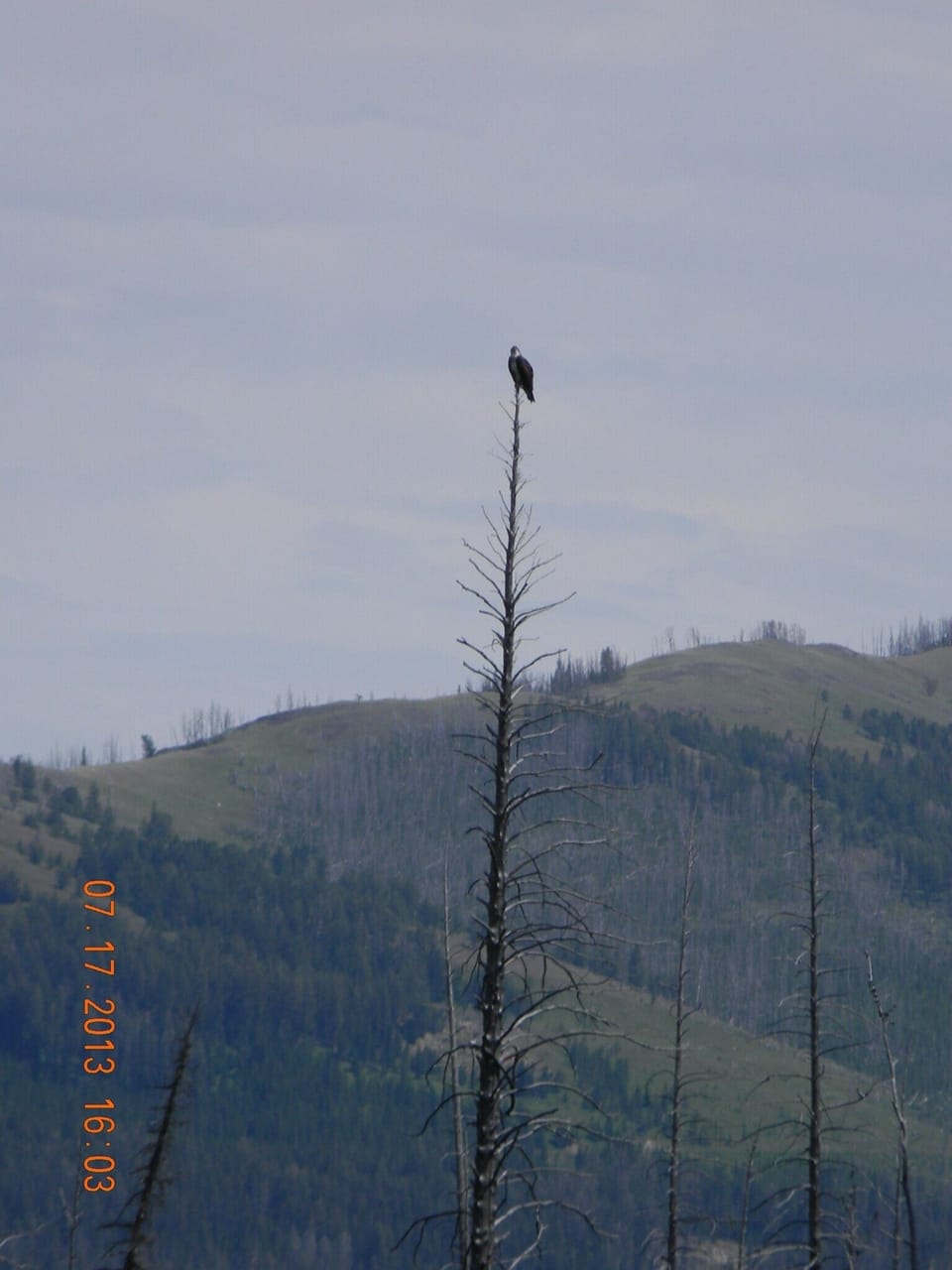 Osprey on Snag