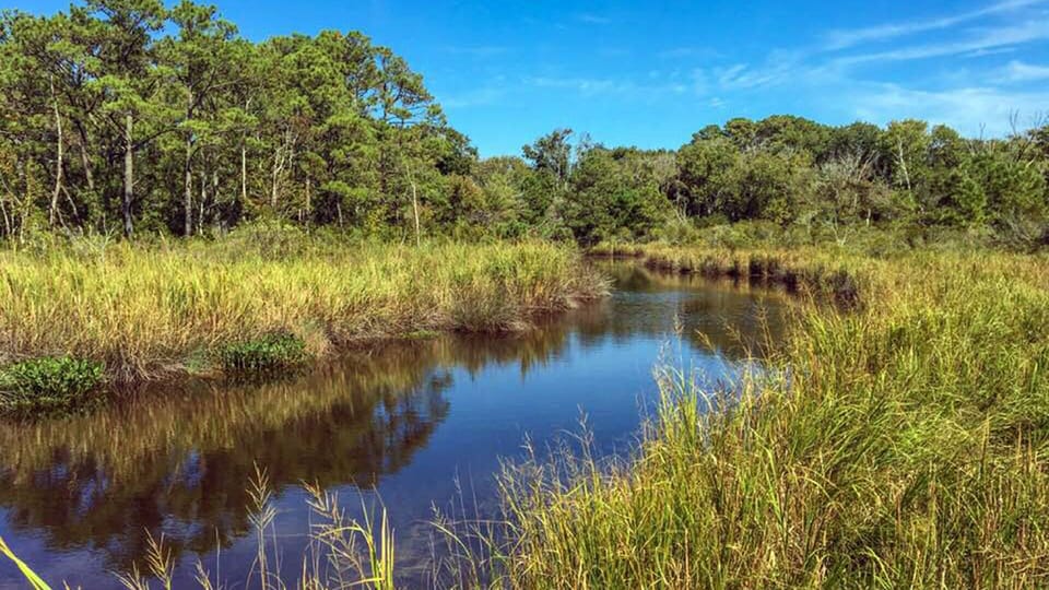 Tidal fresh water marsh in Currituck National Estuarine Reserve: .75 mi. north