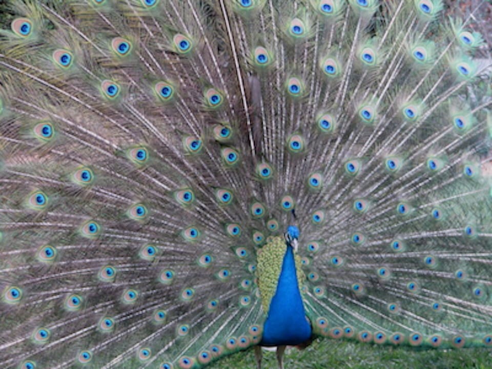 We have a few dozen peafowl, protected in a large aviary. Stop by for a visit.