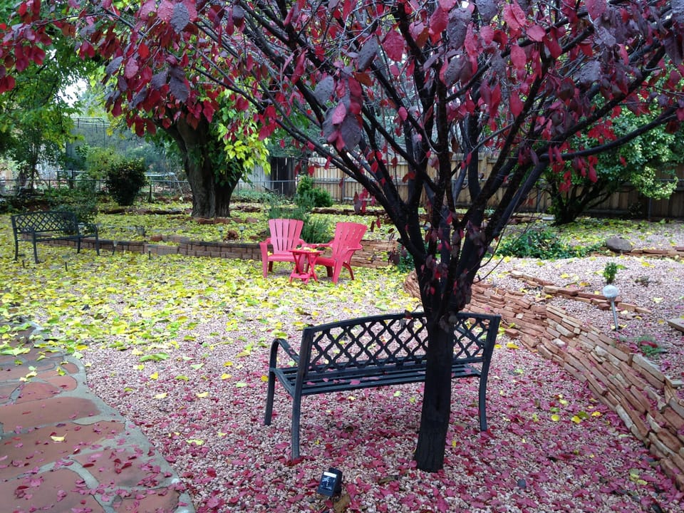 Back yard view from master bedroom porch in fall.  Japanese plum tree bench