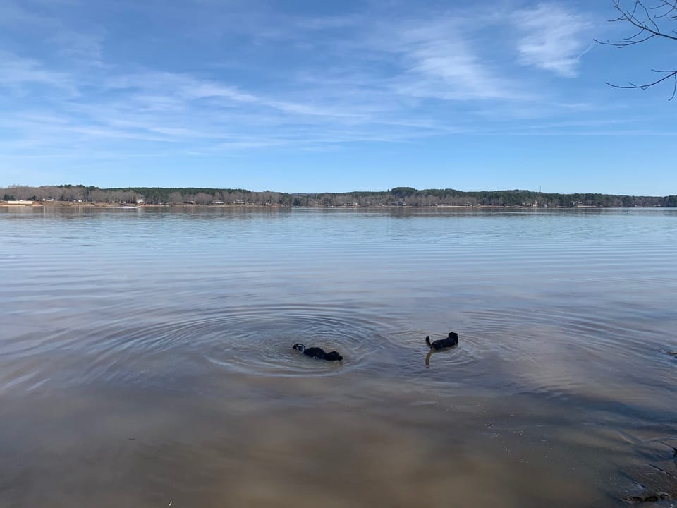 Happy pups in the lake...