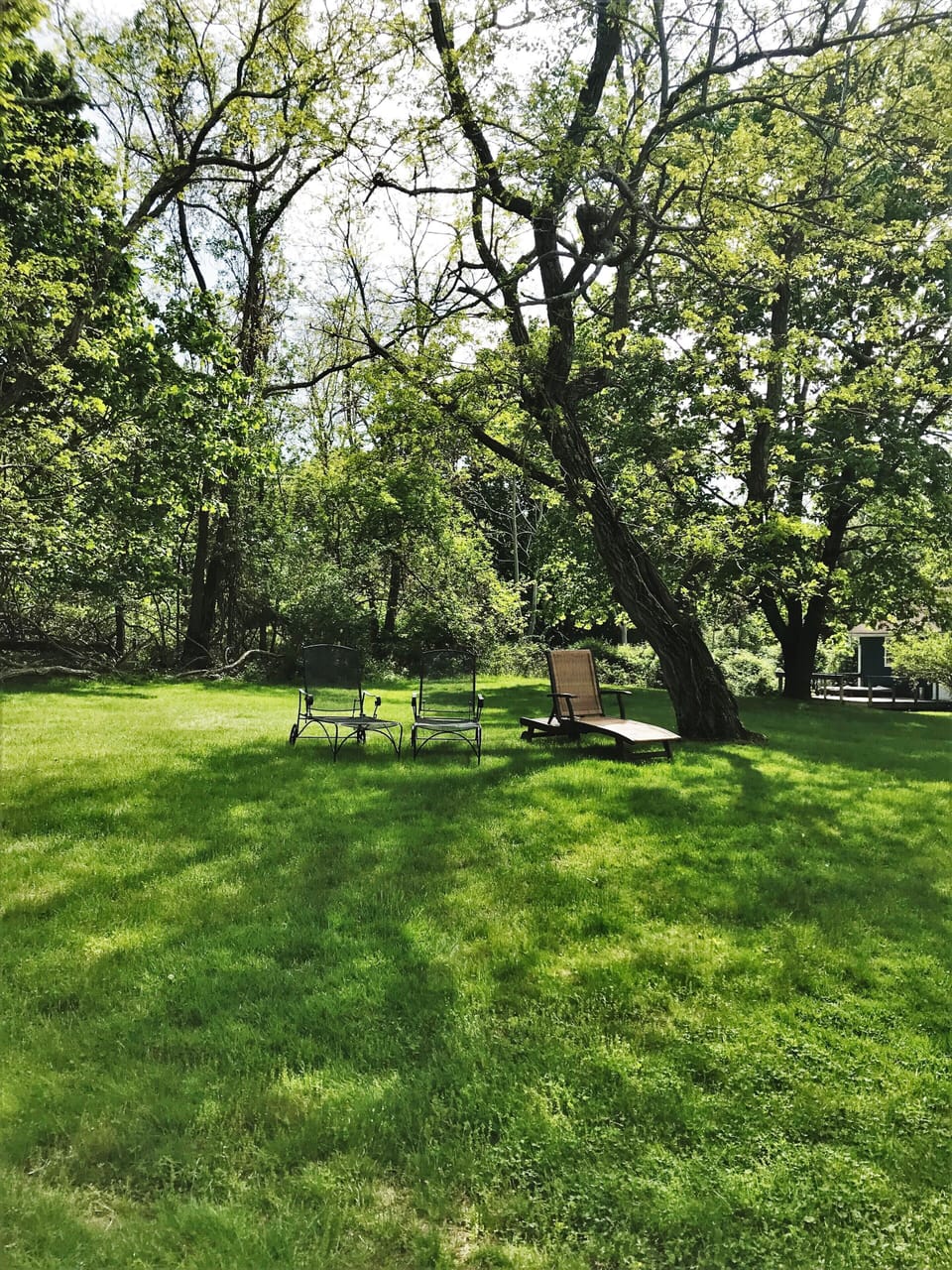 relax in the grassy backyard
