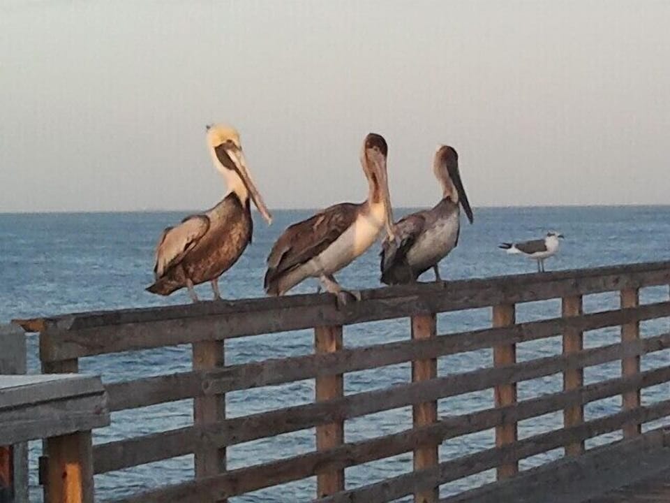 Walk to Jacksonville Pier