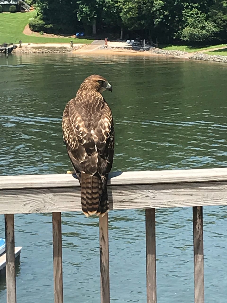 A hawk on the back deck. 