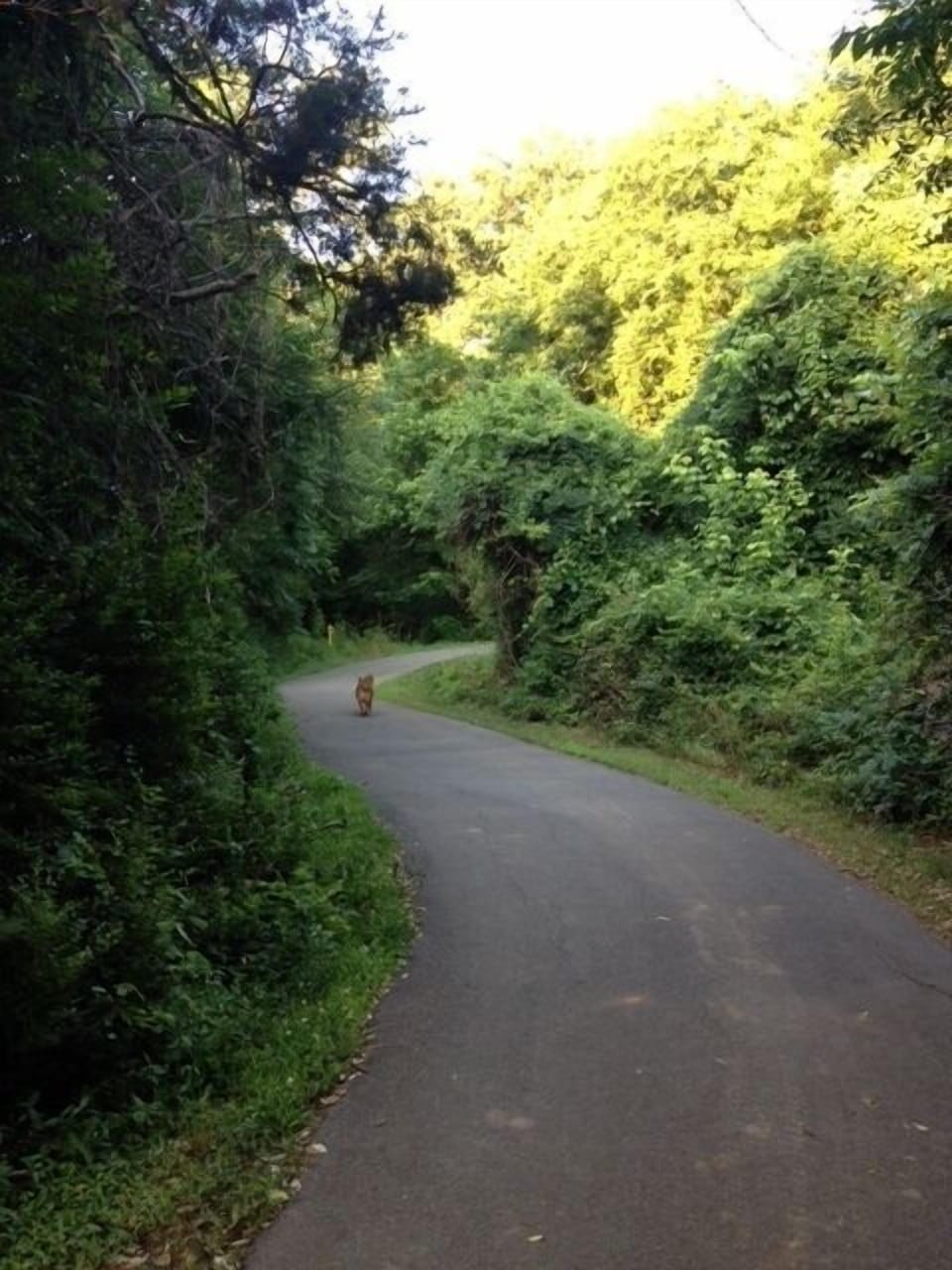 Fletcher Park is a dog friendly park...located across the street from Dog Trot