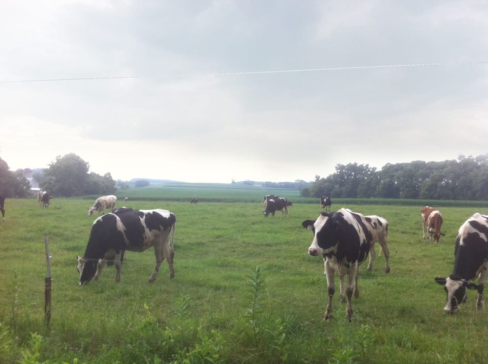 A nearby pastoral view.