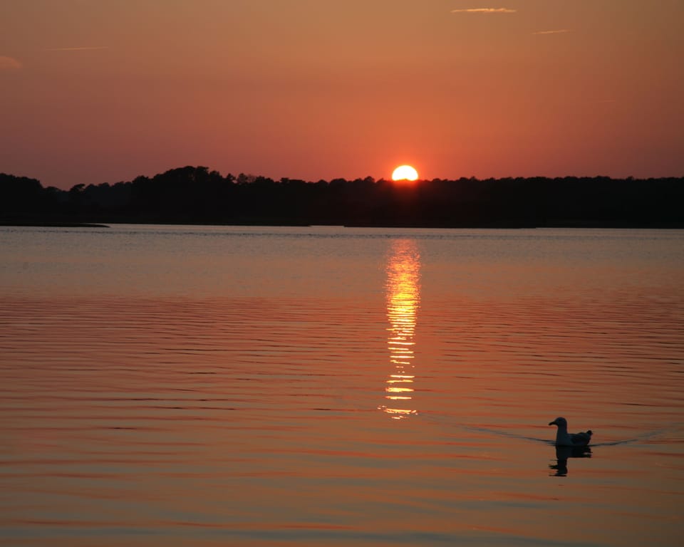 Ducks on the Pond at sunset