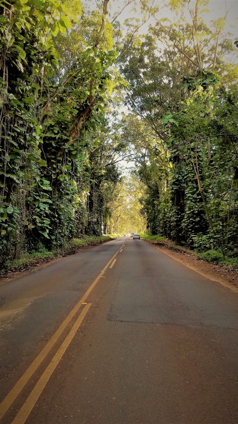 The iconic Tree Tunnel 
(Maluhia Road)