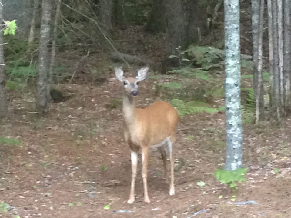 A visitor to the yard