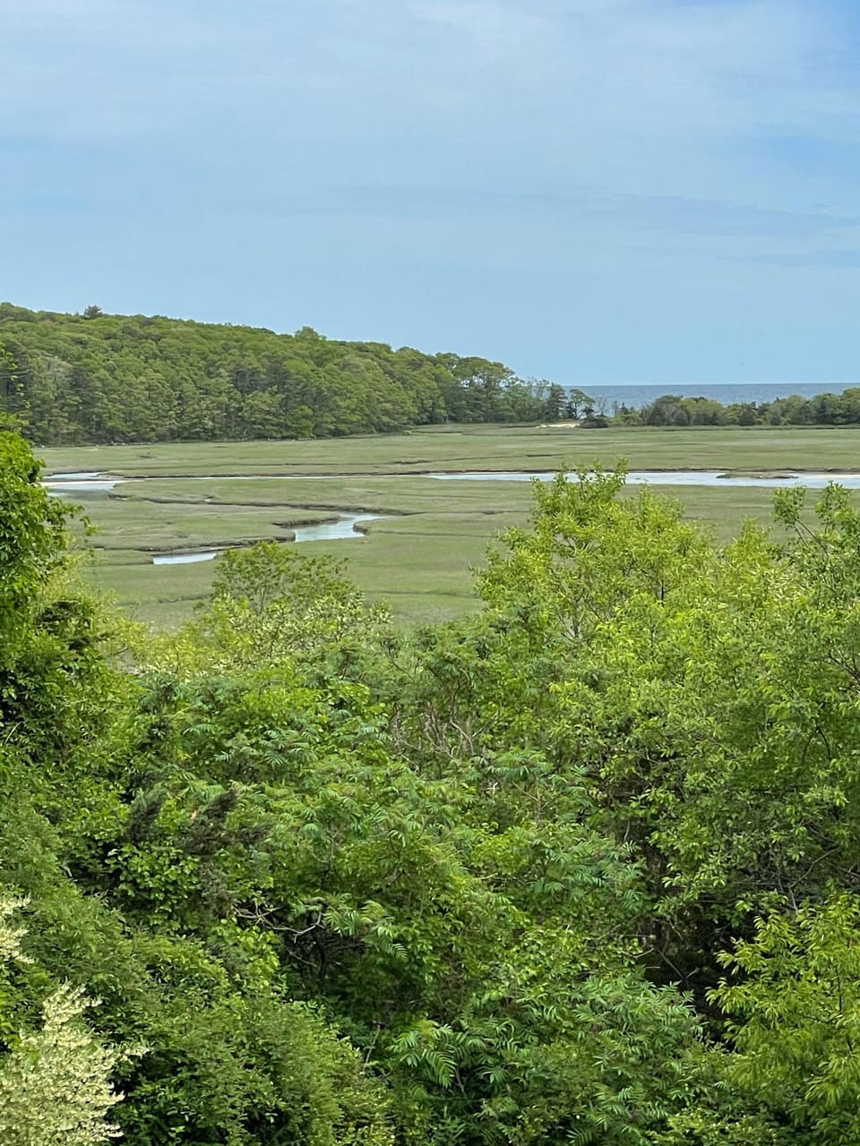 Marsh and ocean 