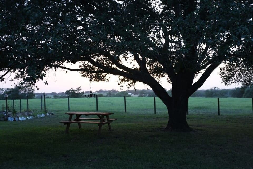Dining options with views and shade from grand oak trees.