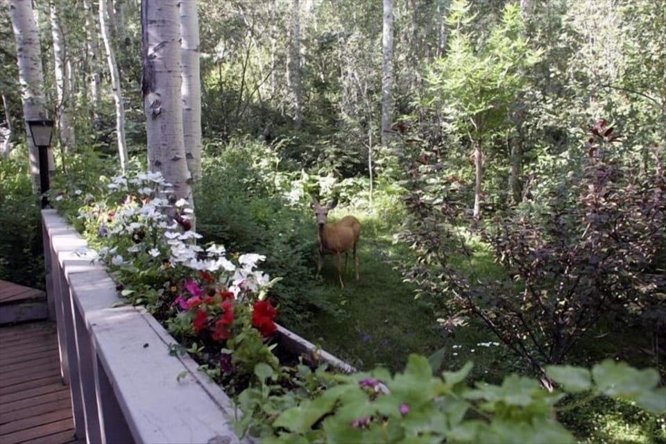 The beautiful walk-up to house. Be on the lookout for wildlife!