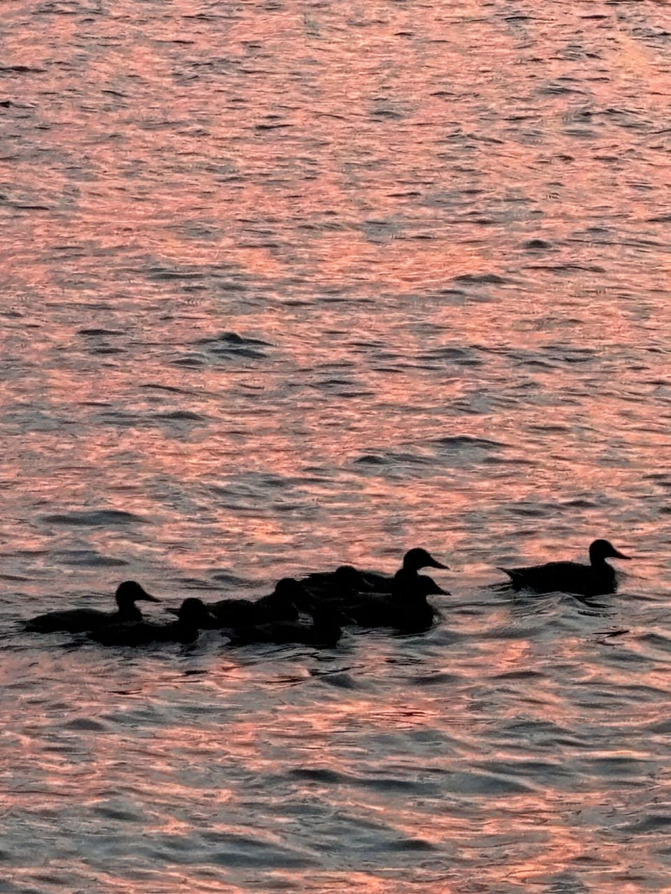 Ducks and Loons