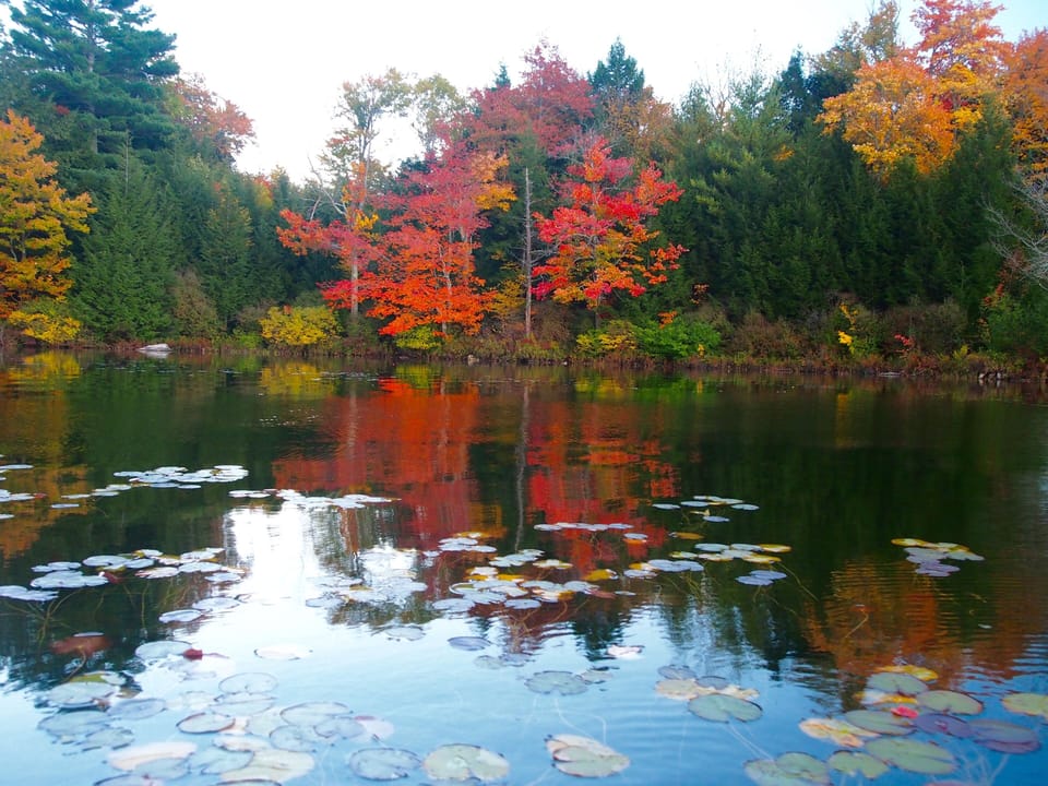 Cole Pond