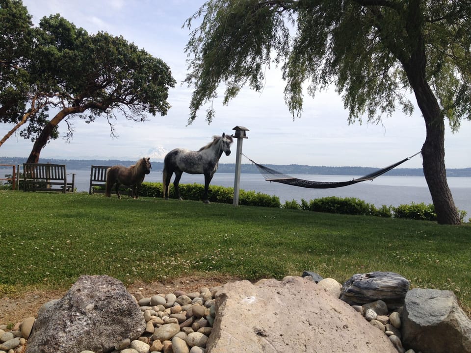 Gray and Starbuck visiting the bird feeder.  Starbuck loves kids!